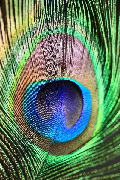 Paon bleu - 75-90  cm - naturel